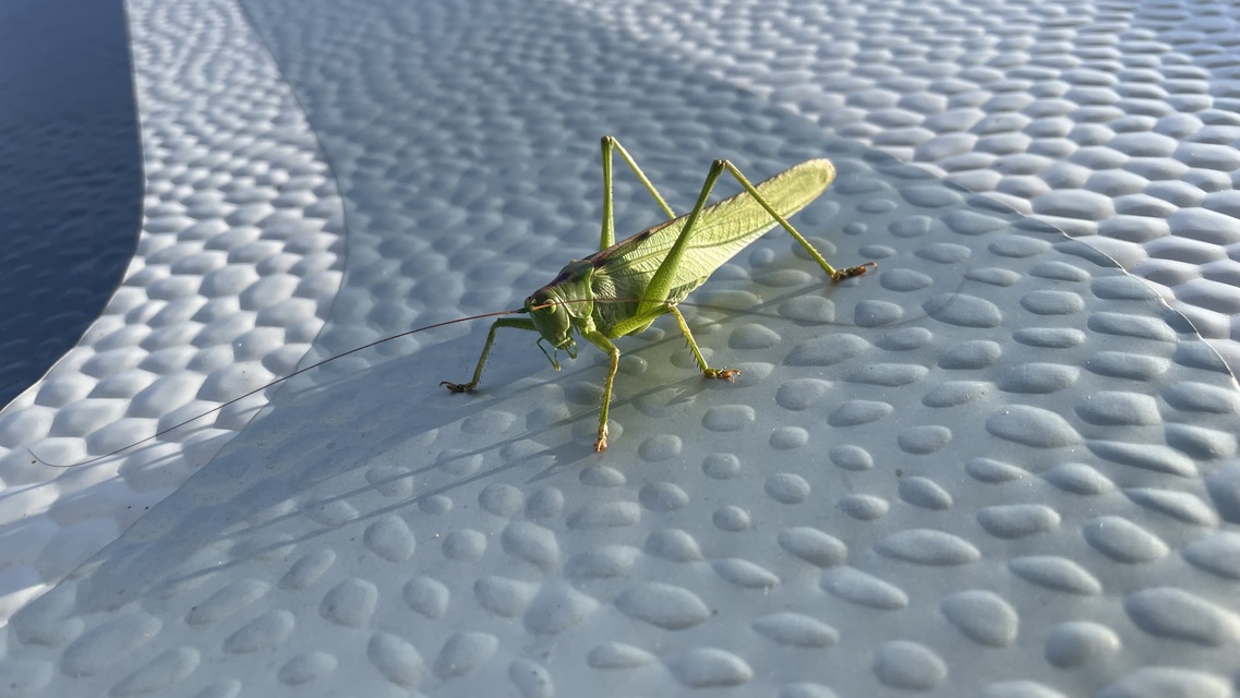 Tettigonia viridissima - zöld lombszöcske