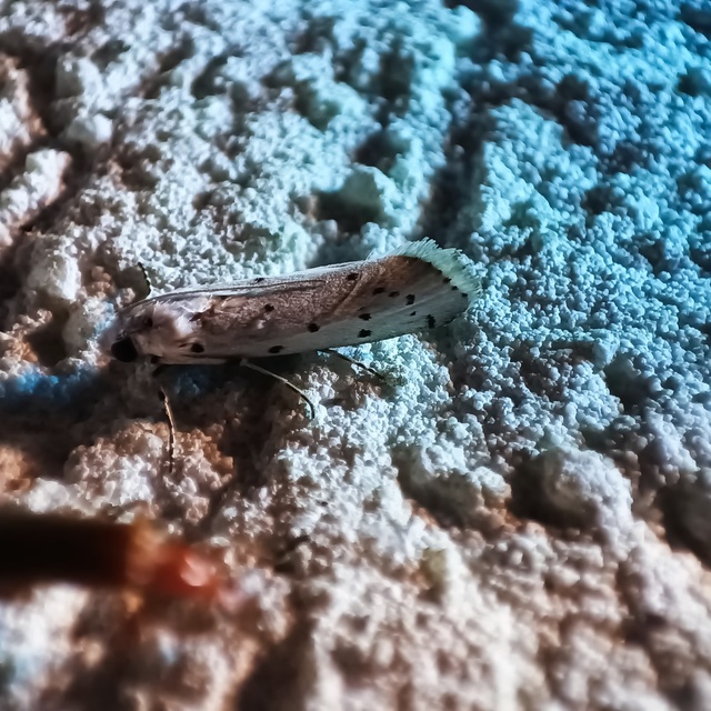 Myelois circumvoluta - pettyes karcsúmoly