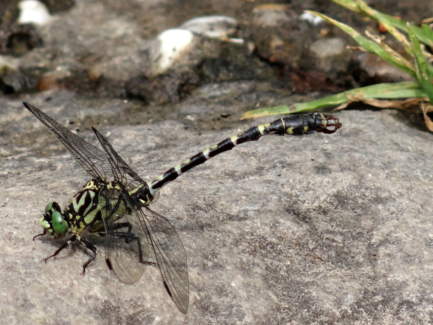 Onychogomphus forcipatus - gyűrűs folyami-szitakötő