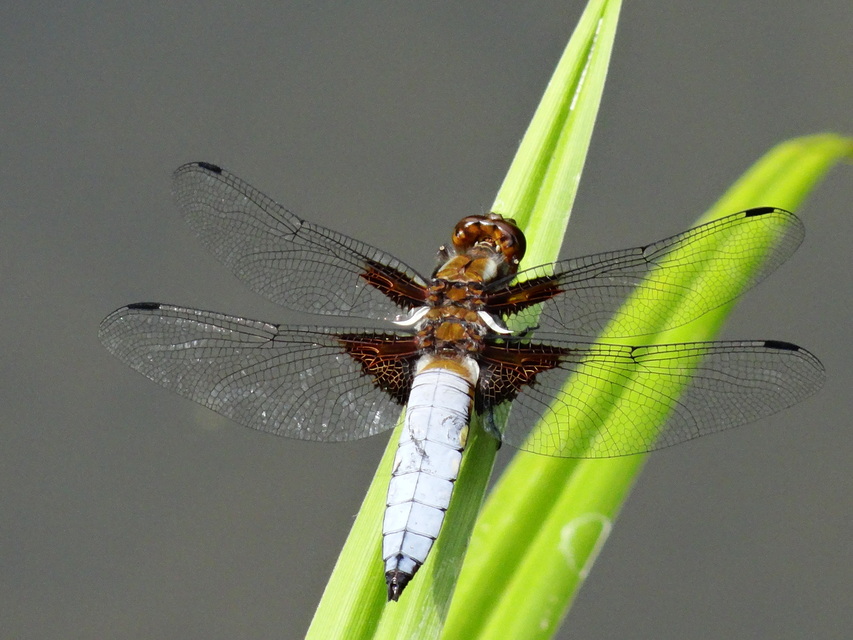 Libellula depressa - széles laposacsa