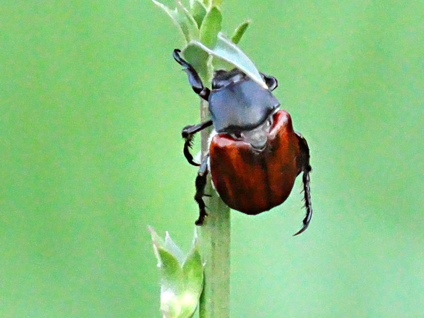 Anisoplia austriaca - osztrák szipoly
