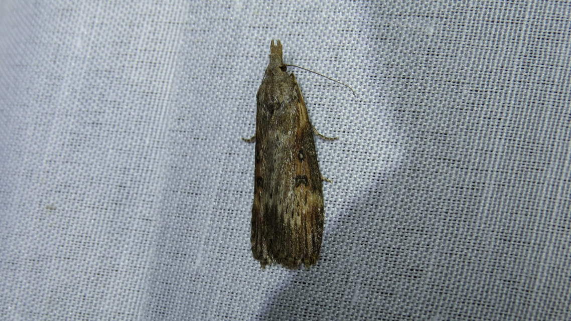 Lamoria anella - törmelékmoly