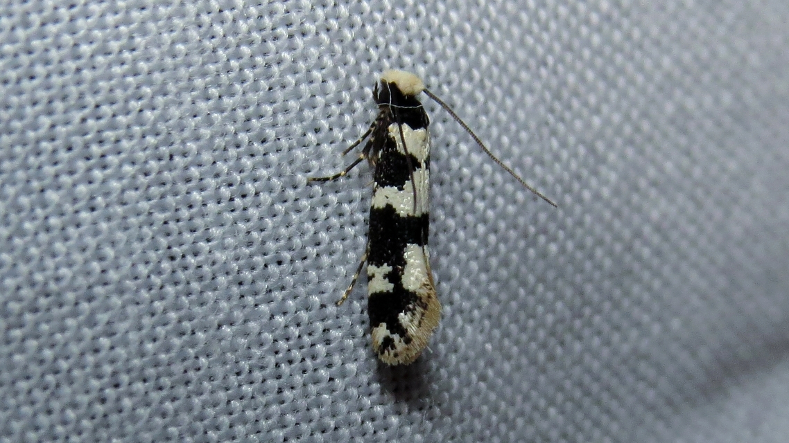 Neurothaumasia ankerella - magyarmoly