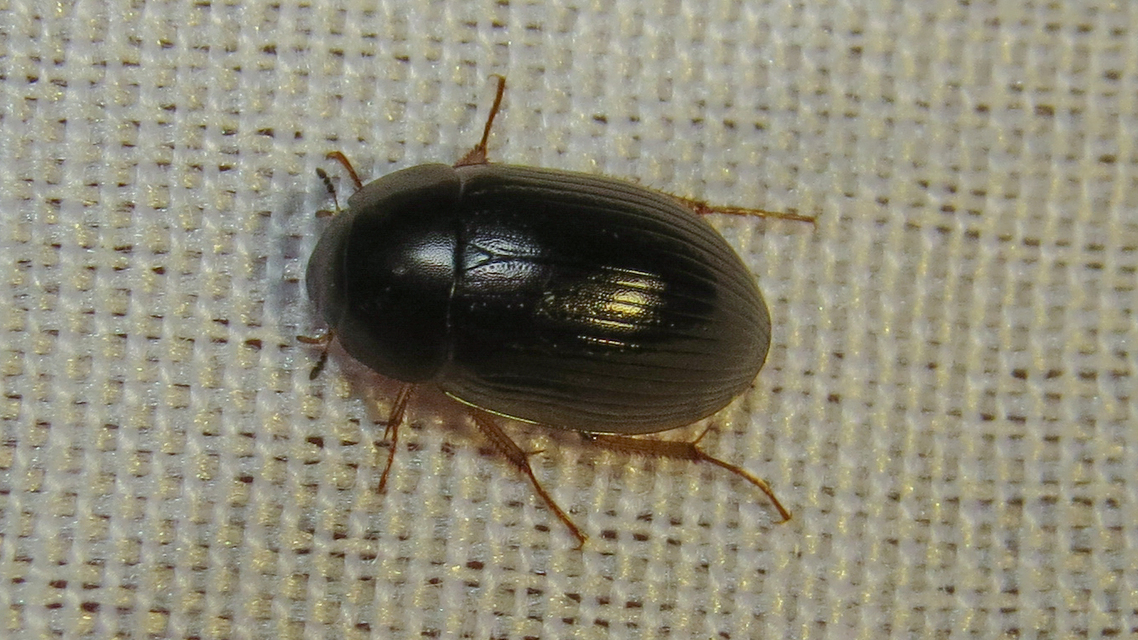 Hydrobius