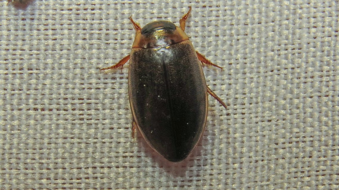 Rhantus