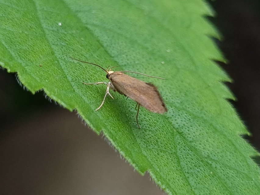 Crassa tinctella/unitella