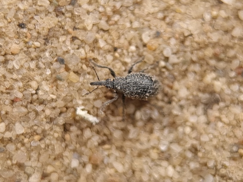 Catapion Catapion