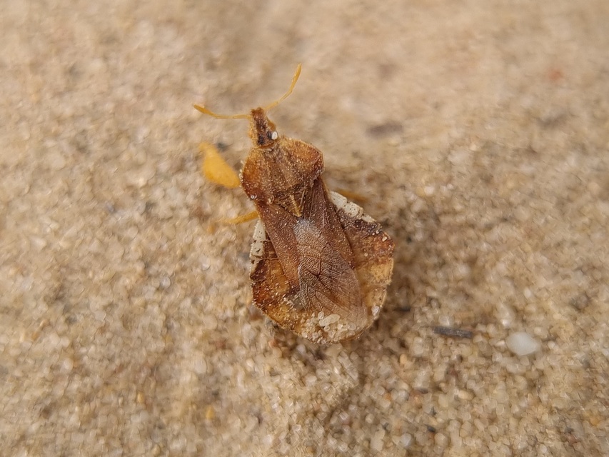 Phymata crassipes - fogólábú poloska