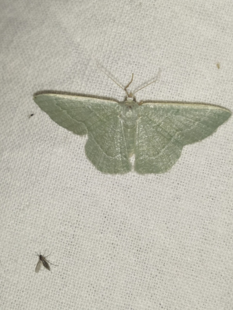 Phaiogramma etruscaria - fehérpettyes zöldaraszoló