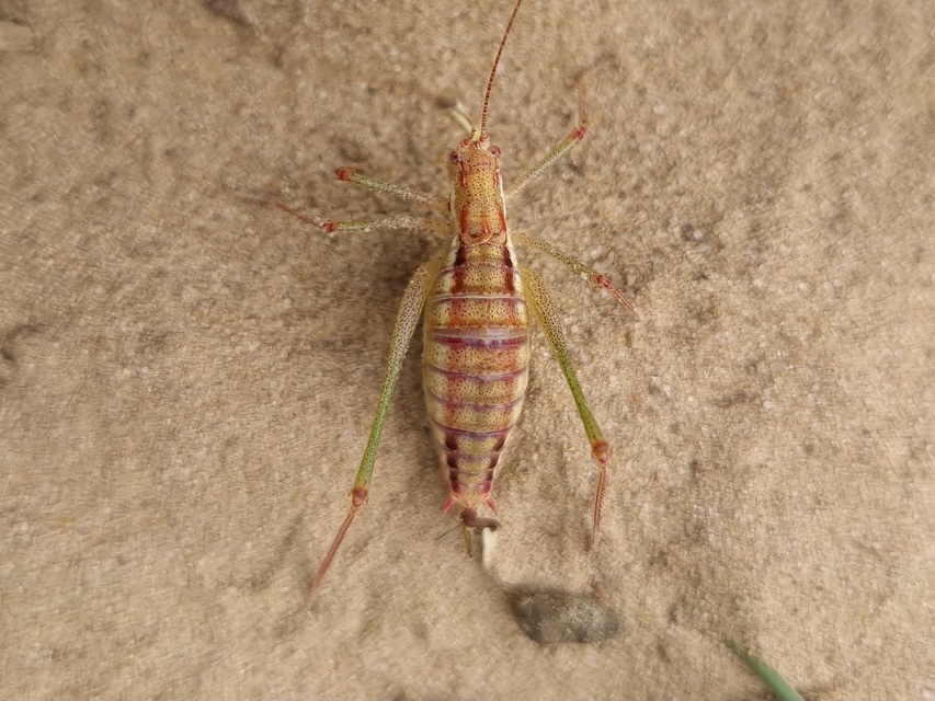 Leptophyes albovittata - közönséges virágszöcske