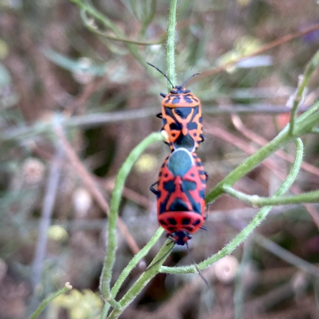 Eurydema ventralis - káposztapoloska