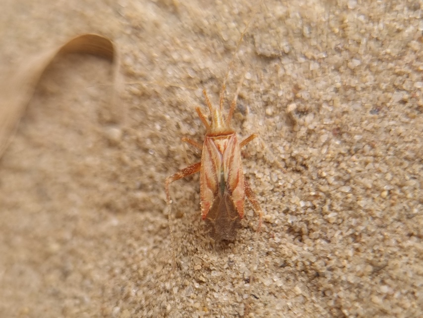 Phytocoris