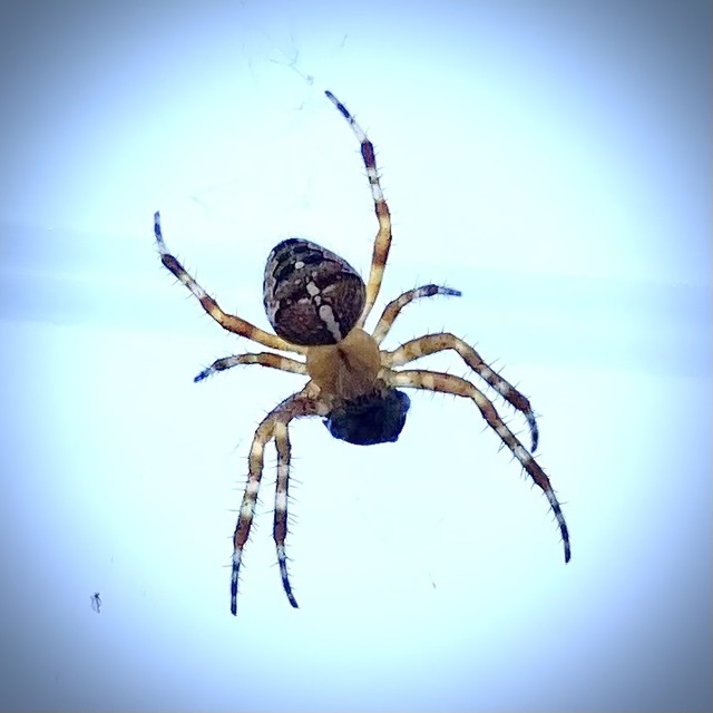 Araneus diadematus - koronás keresztespók