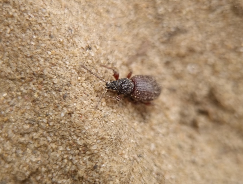 Otiorhynchus ovatus - apró gyalogormányos