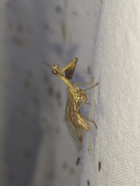 Mantispa styriaca - kétszínű fogólábú-fátyolka