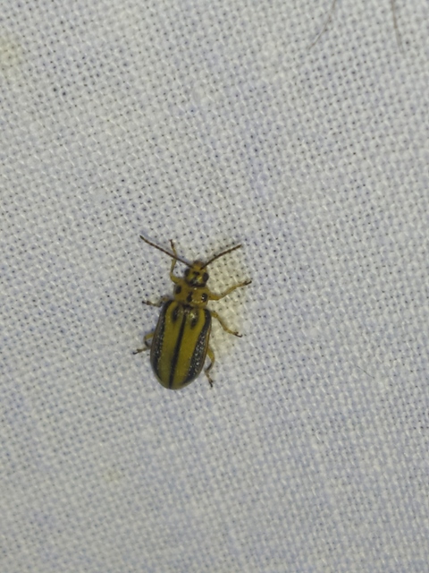 Xanthogalerucella luteola - szilfa-olajosbogár