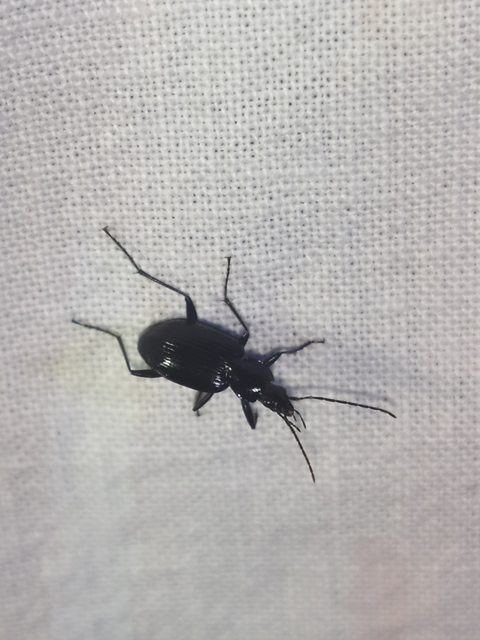 Agonum monachum - sziki kisfutó Agonum monachum - sziki kisfutó