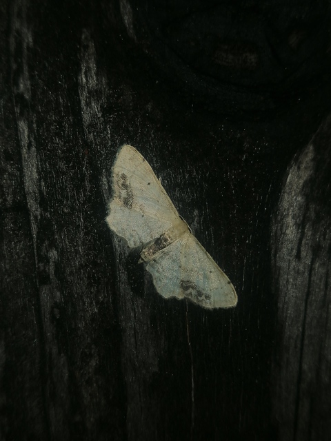 Idaea dimidiata - gyakori apróaraszoló