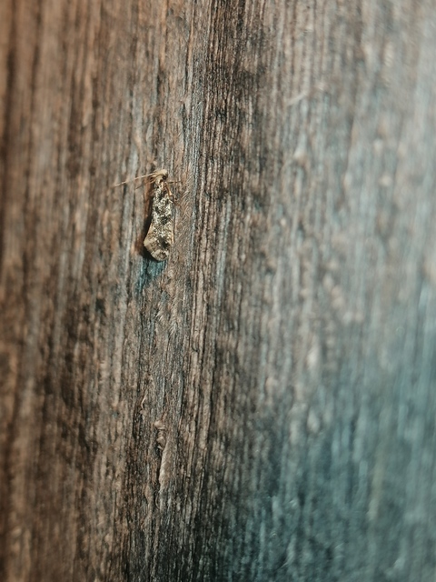 Nemapogon