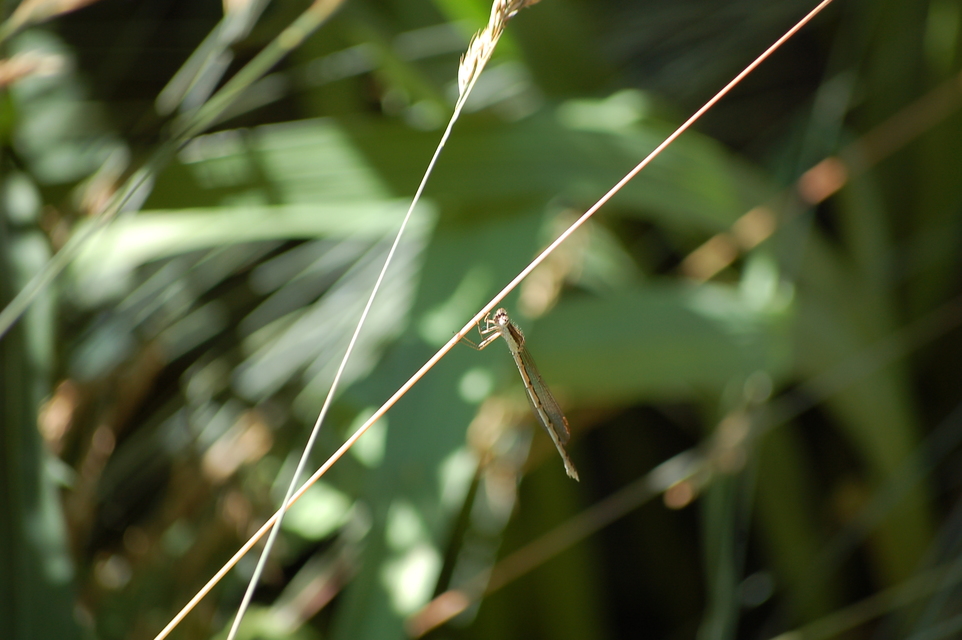 Sympecma fusca - téli rablószitakötő