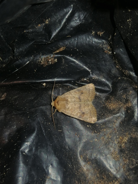 Hoplodrina octogenaria - barna selymesbagoly