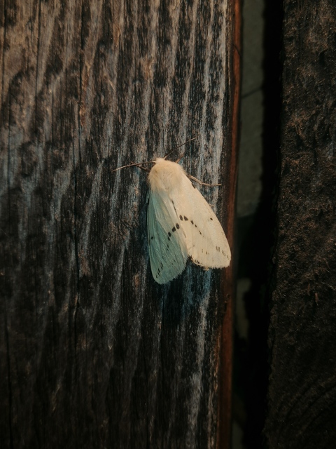 Spilarctia lutea - sárgás medvelepke