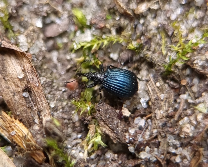 Holotrichapion pisi - lucernarügy-cickányormányos