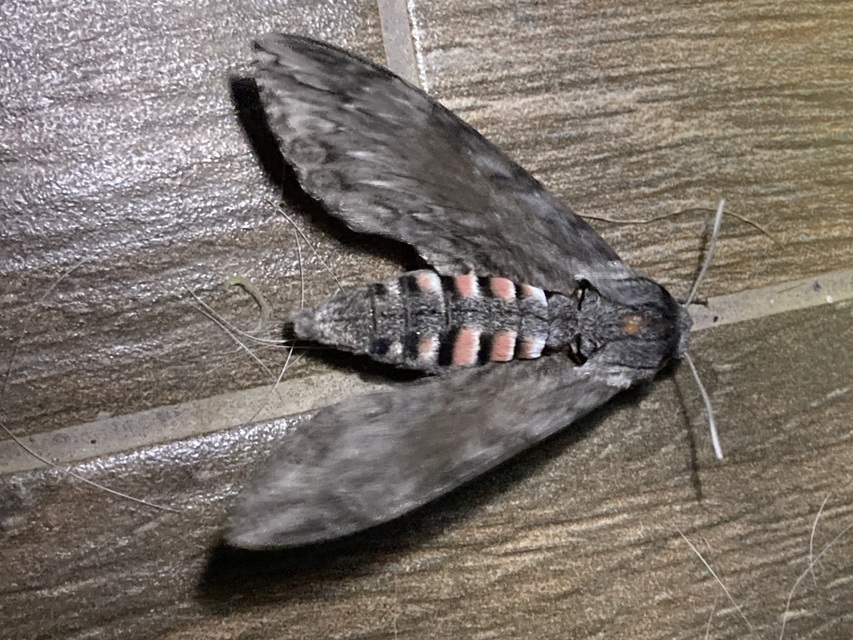 Agrius convolvuli - szulákszender