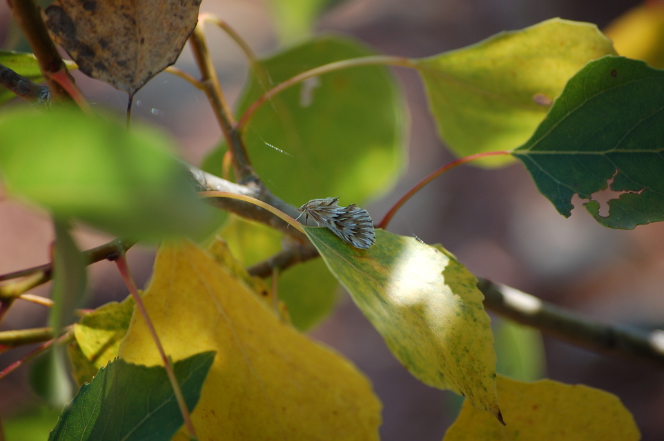 Cynaeda dentalis - gyakori ciframoly