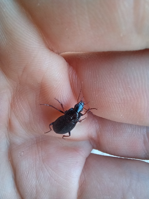 Calathus fuscipes - sokpontos tarfutó