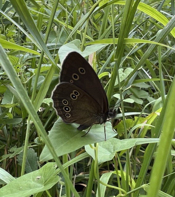 Aphantopus hyperanthus - közönséges ökörszemlepke