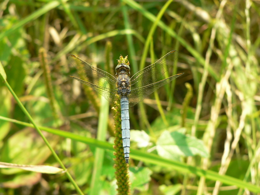 Orthetrum coerulescens - karcsú pásztorszitakötő