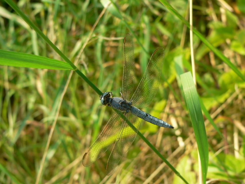 Orthetrum coerulescens - karcsú pásztorszitakötő