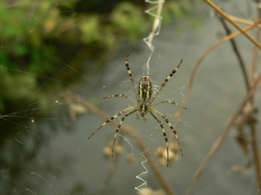 Argiope bruennichi - darázspók