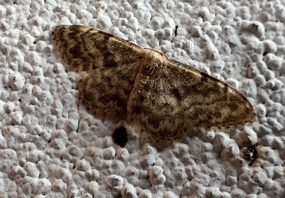 Idaea inquinata - mintás apróaraszoló