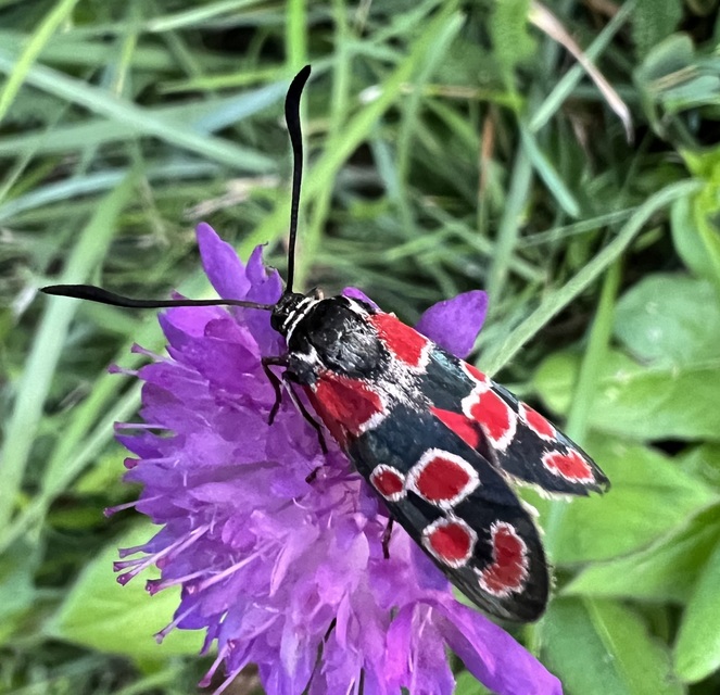 Zygaena carniolica - fehérgyűrűs csüngőlepke
