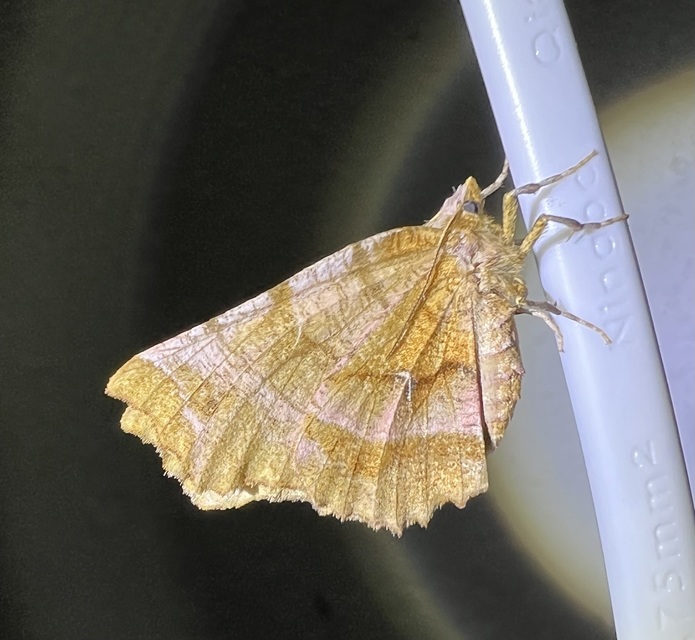 Selenia dentaria - kétfoltos holdasaraszoló
