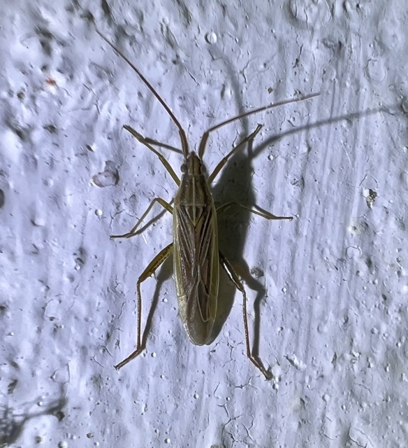 Stenodema calcarata - sarkantyús mezeipoloska