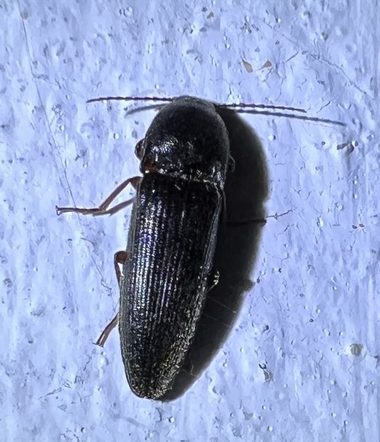 Melanotus
