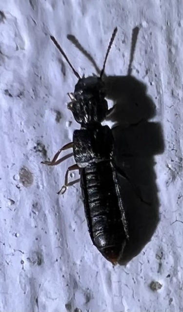 Anotylus rugosus - rovátkáshátú korhóholyva Anotylus rugosus - rovátkáshátú korhóholyva