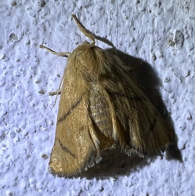 Apoda limacodes - kagylólepke