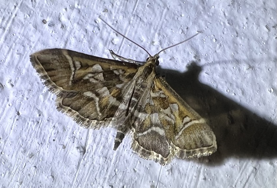 Diasemia reticularis - betűmintás tűzmoly