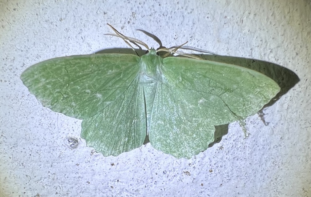 Geometra papilionaria - nagy zöldaraszoló