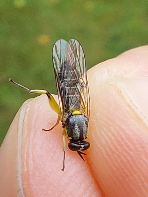 Solva marginata