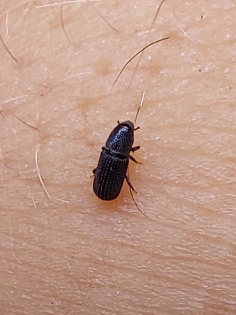 Brachytemnus porcatus - négyzetestorú szúormányos
