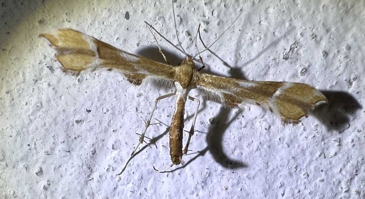 Cnaemidophorus rhododactyla - rózsabogyó-tollasmoly