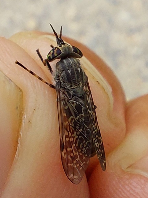 Haematopota