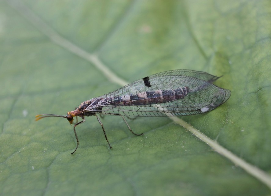 Megistopus flavicornis - kétfoltos hangyaleső
