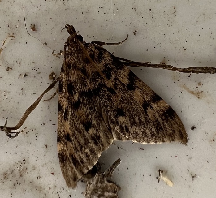 Aglossa pinguinalis - zsiradékmoly