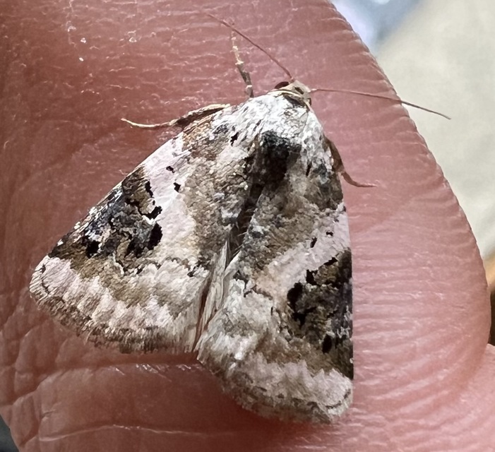 Pseudeustrotia candidula - fehéres apróbagoly